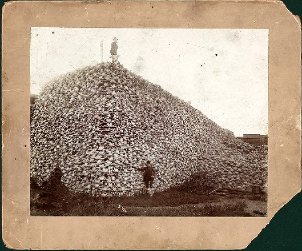 buffalo_skulls.jpg