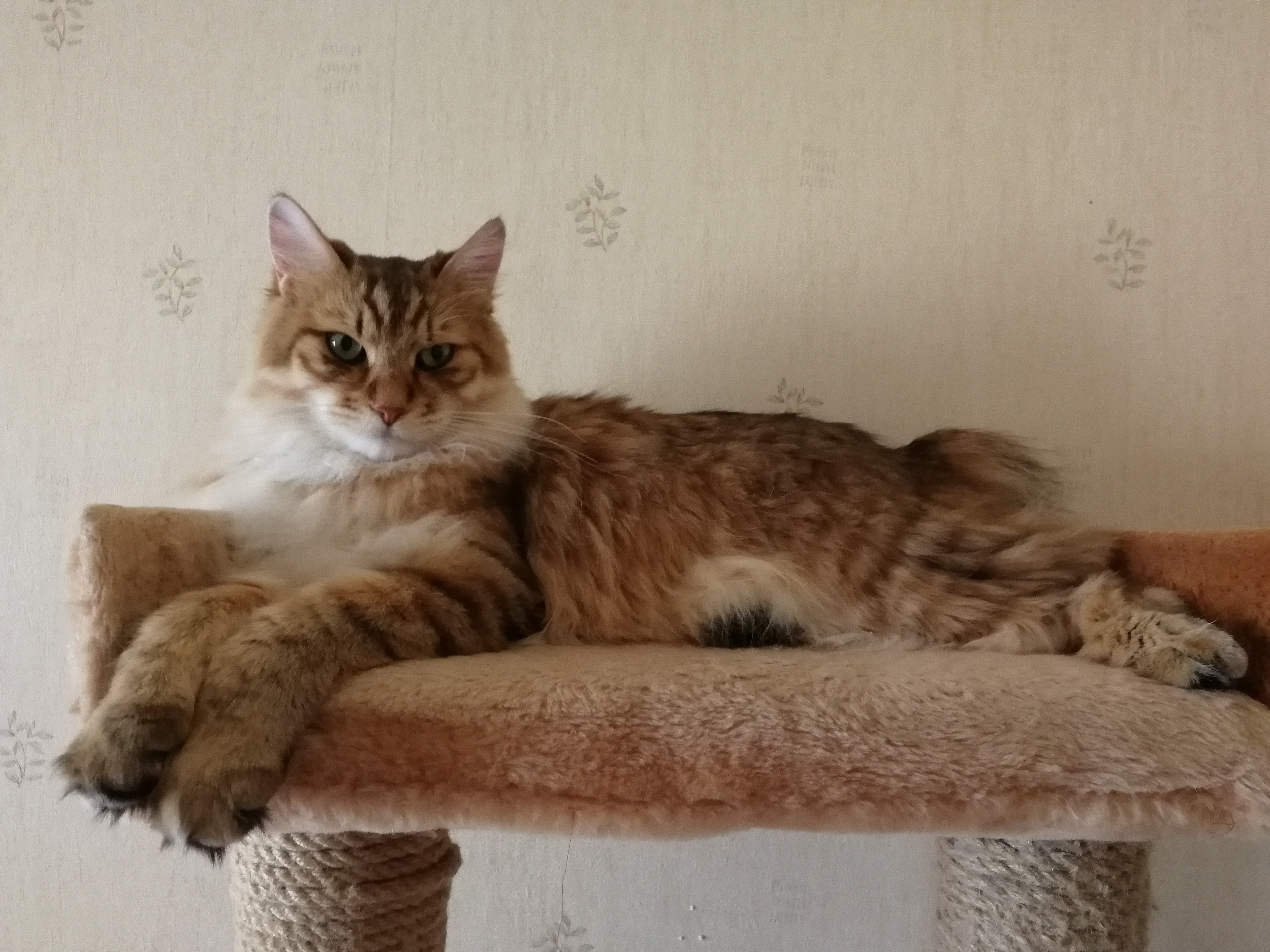 кот.jpg
