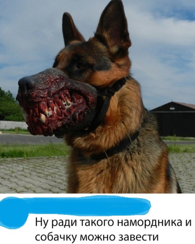 1559144390_korzik_net_pr-6.jpg
