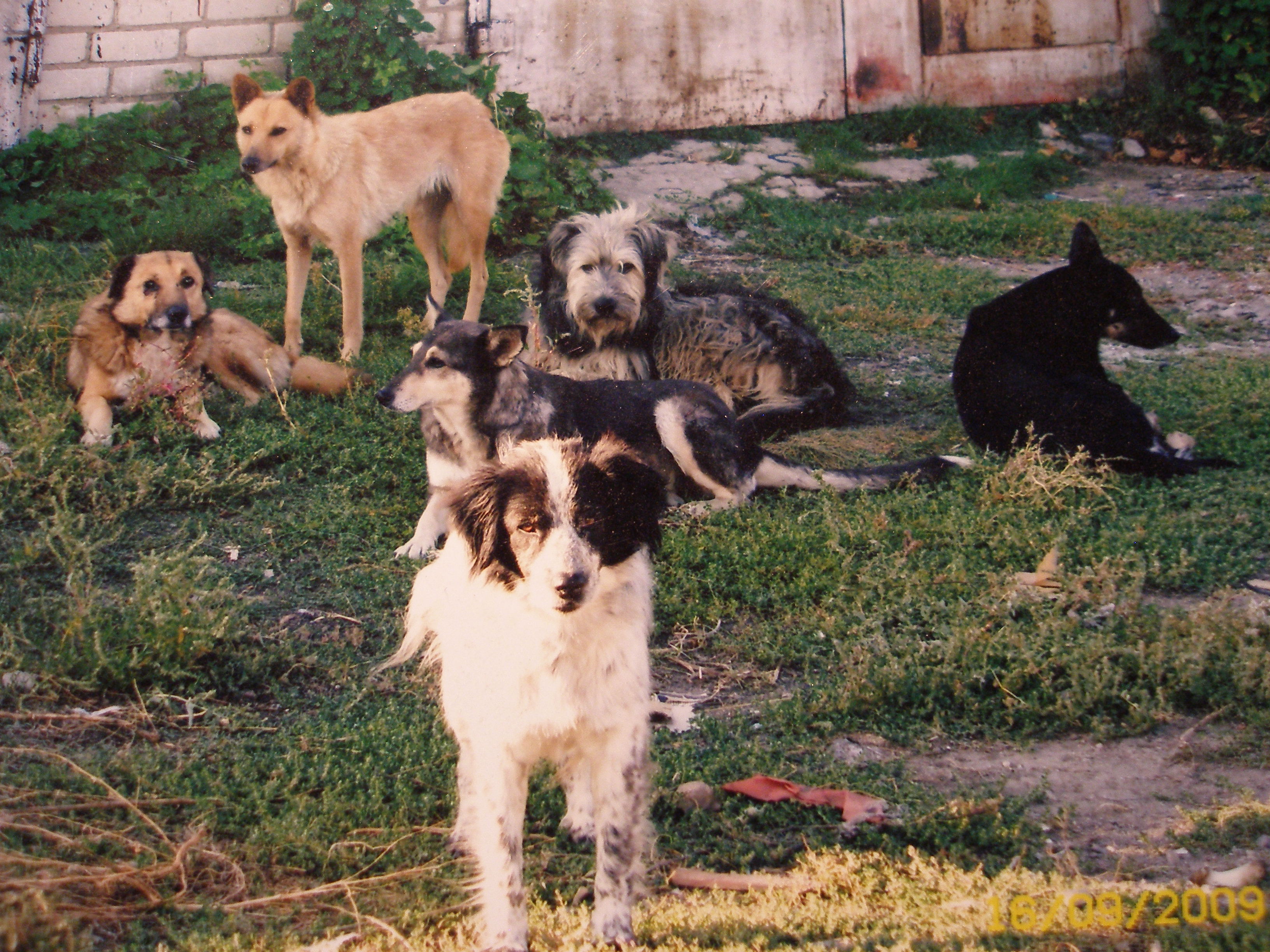 Стая 2005.jpg