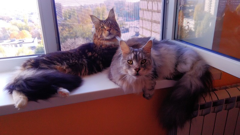 Тор и Ларс.jpg