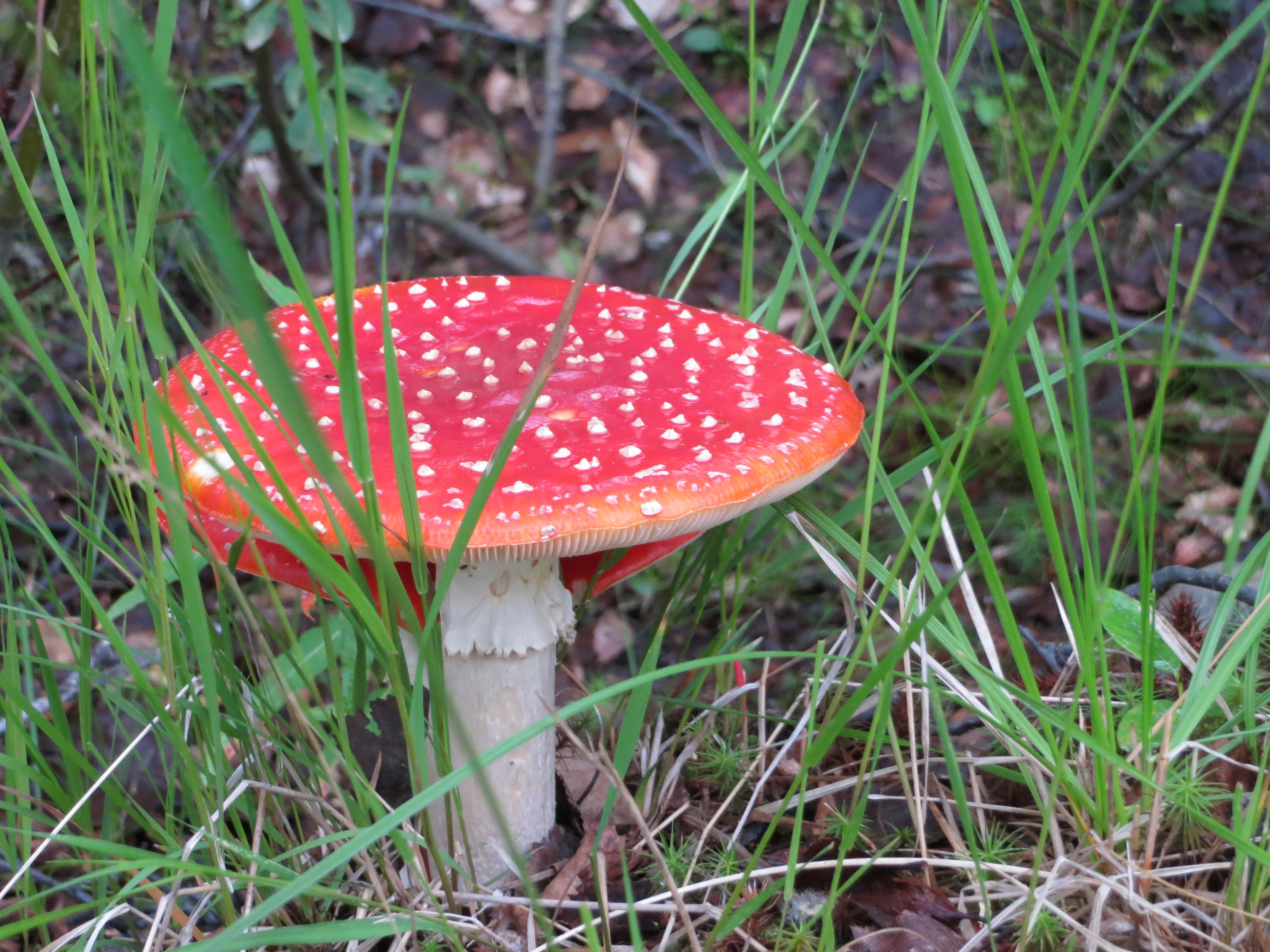 IMG_7667.JPG