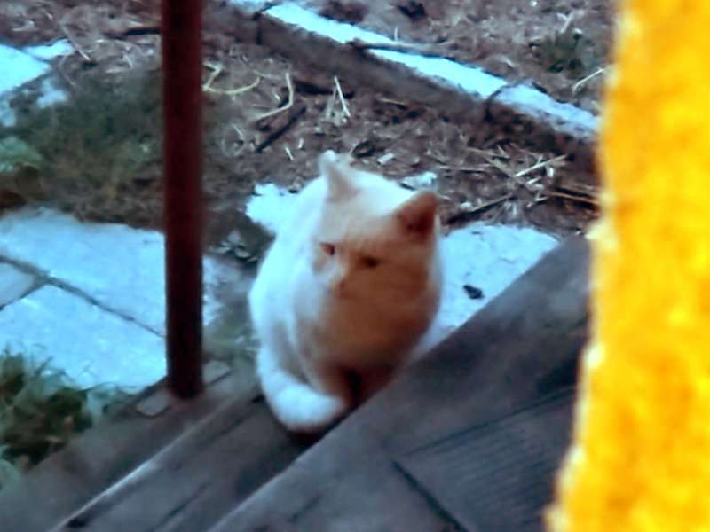 Кот персиковый кормицо 1.jpg