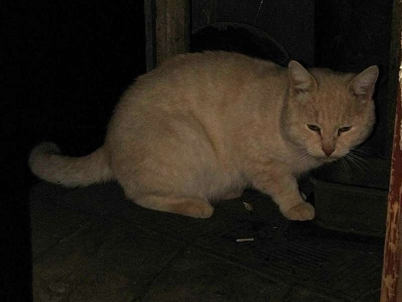 Кот персиковый кормицо 2.jpg