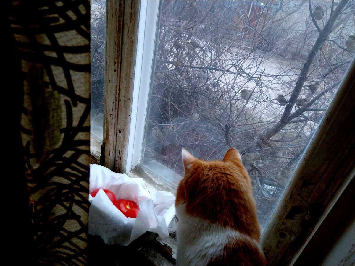 Бесплатный телевизор для кота 2.jpg