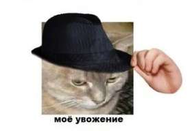 280px-Kot_uvozhenie.jpeg