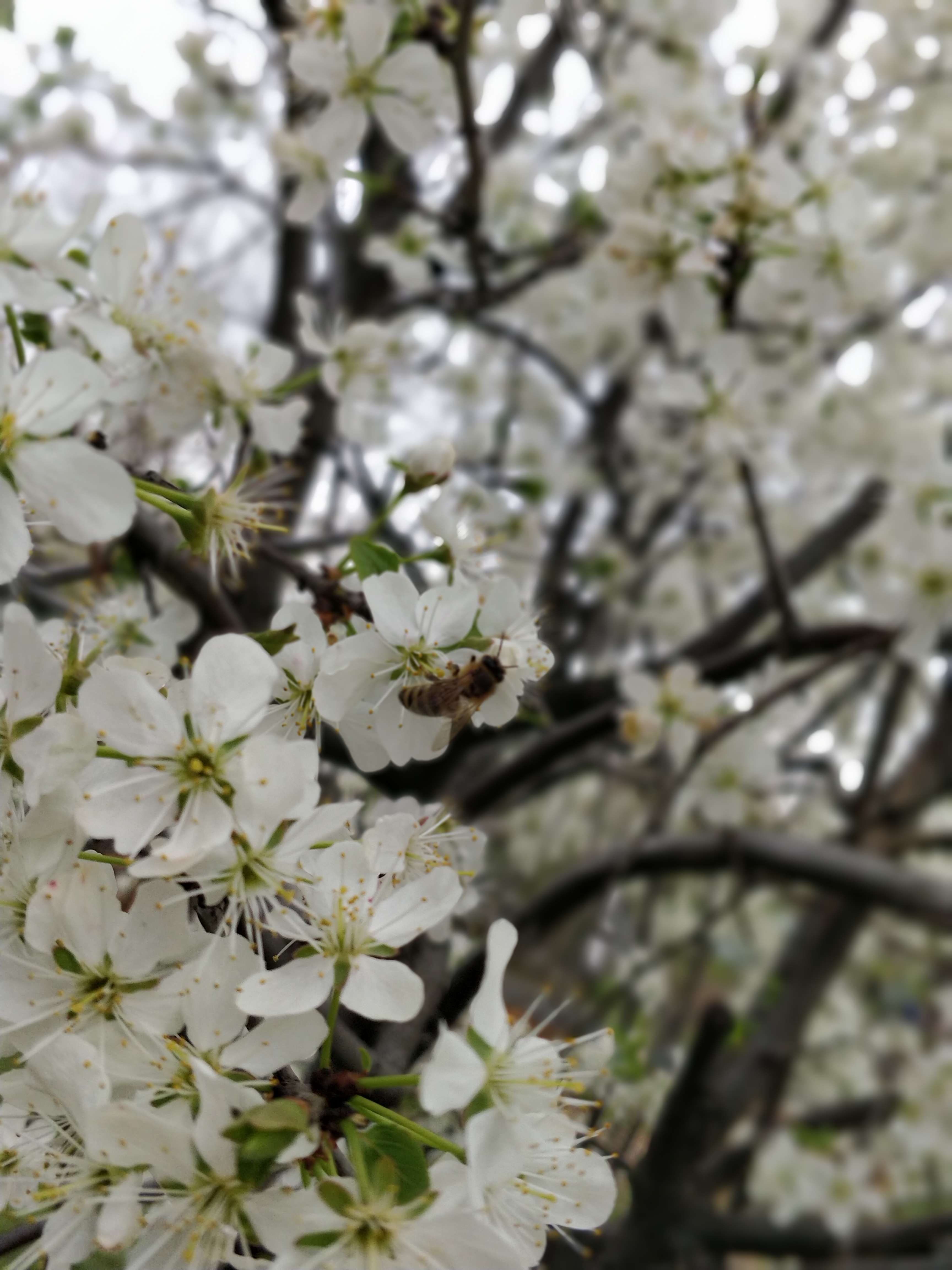 IMG_20230420_125312_Bokeh.jpg