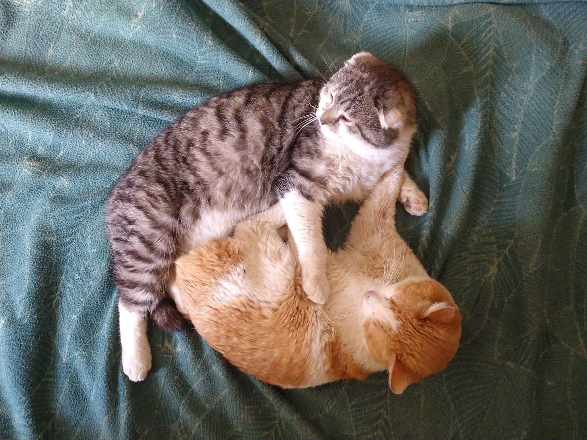 котэ.jpg