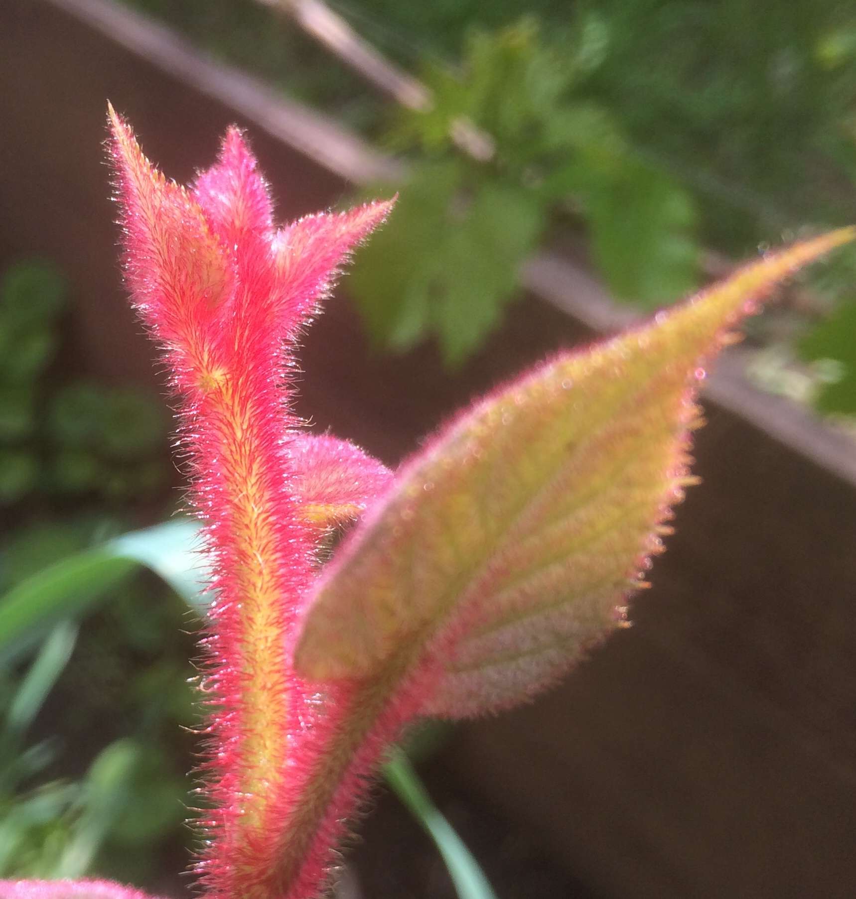 59B2659E-65D4-415B-AC17-33B49B2143E5.jpeg