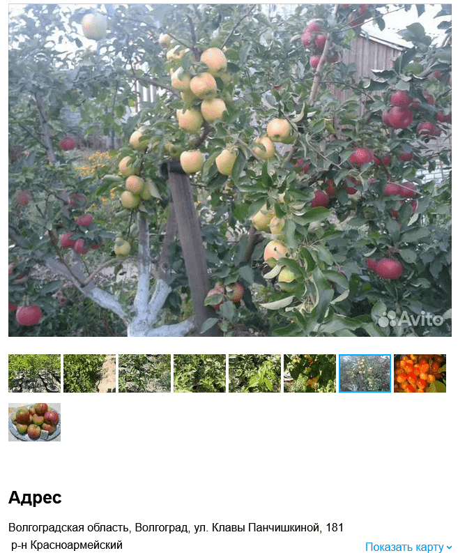 Screenshot 2023-07-05 at 19-35-06 Саженцы Дерево.png