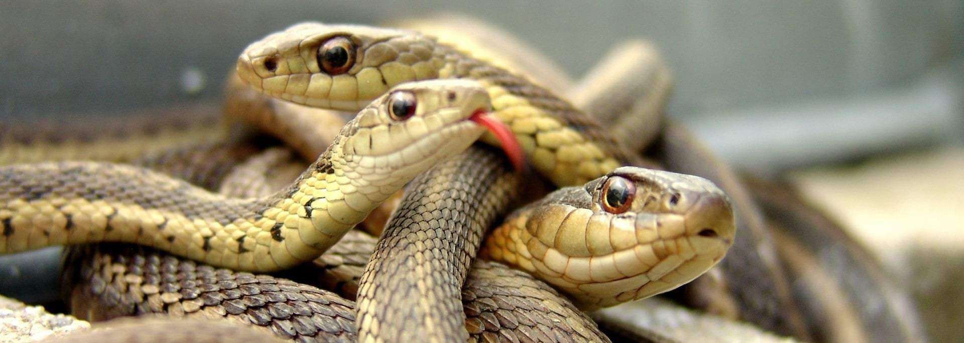 serpent[1].jpg