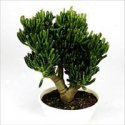 толстянка crassula ovata.jpg