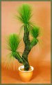 grasstree1.jpg