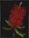 pluma_roja_031001bsas.jpg