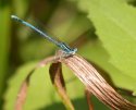 fly_blue.jpg