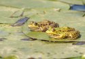 frog.jpg