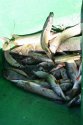 fish.JPG