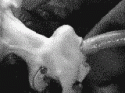 swallow.gif