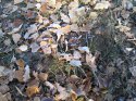 IMG_20121103_093816.jpg