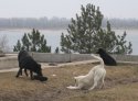 dogs.jpg