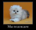 Кот.jpg