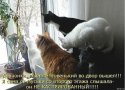 кошки.jpg