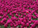 1275817753_one-in-a-million-skagit-valley-tulip-festival-washington.jpg