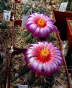 k3_Thelocactus_heterochromus_longispinus.jpg