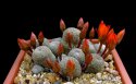 k3_Rebutia_heliosa.jpg