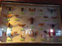 IMG_1459.jpg