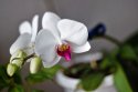DSC02176w.jpg