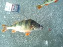 DSC00448.jpg