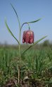 Fritillaria_meleagris_LJ_barje.jpg