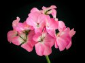 DSC0ыыыыыы1039.jpg