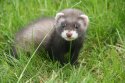 Ferret-5.jpg