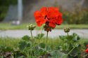 DSC00199.jpg