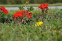 DSC00200.jpg