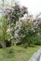DSC00270.jpg