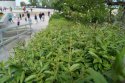 DSC00271.jpg