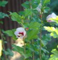 DSC00903.JPG