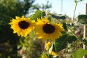 DSC00934.JPG