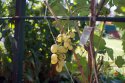DSC07240.jpg