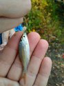 IMG_20161009_145018.jpg