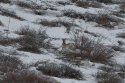 Файл 01599.jpg