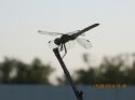 IMG_1607.JPG