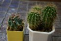 DSC00173.jpg