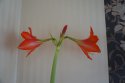 DSC00273.jpg