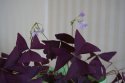 DSC00278.jpg