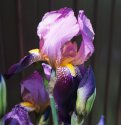 DSC02415.jpg