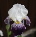 DSC02435.jpg